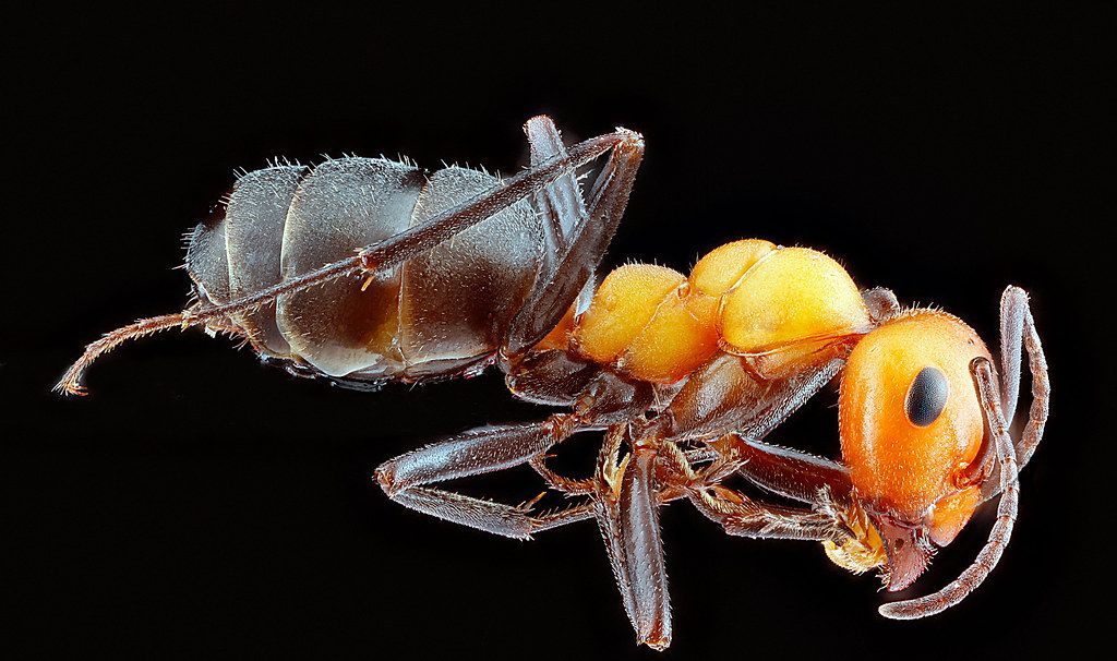 Ant Control service in Tustin, CA