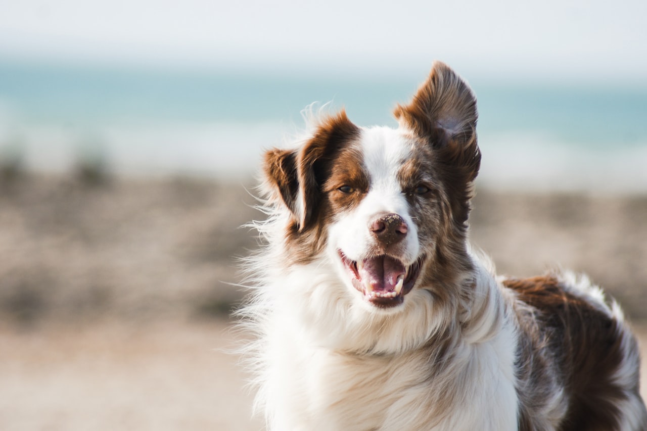 Flea & Tick Control service in Tustin, CA