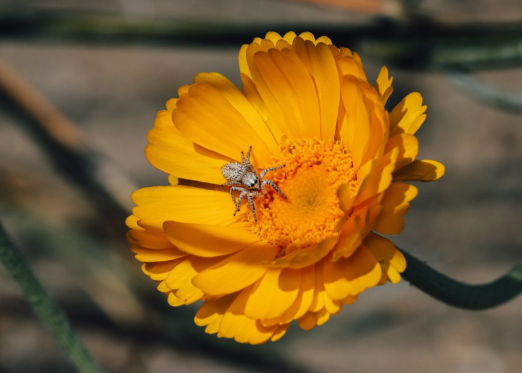 Spider Control service in Tustin, CA